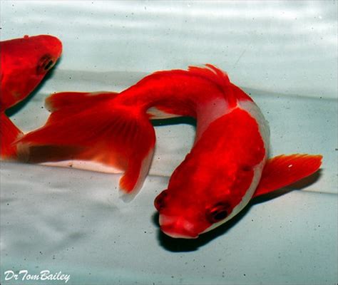 Wakin Goldfish For Sale - Your Lovely Pets