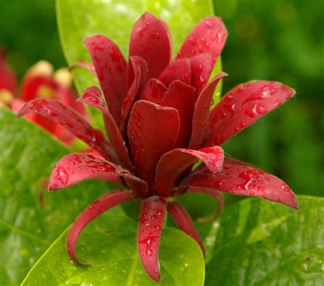 Carolina Allspice Calycanthus Floridus - 15 Seeds