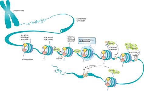 Epigenetic Histone Modifications Pathway-CUSABIO