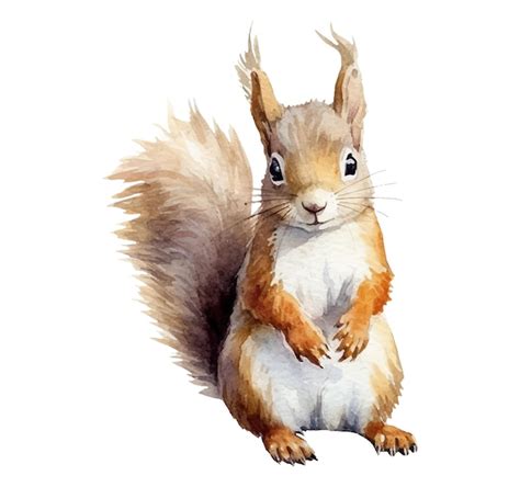 Premium Vector | Watercolor painting of a squirrel