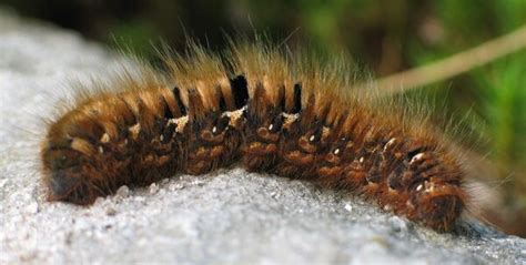 Exploding Zombie Caterpillars Rain Death From on High - Atlas Obscura