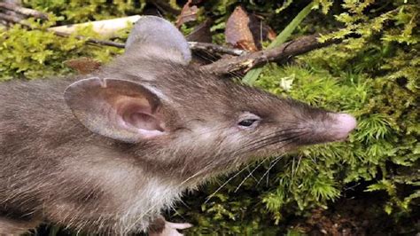 Watch: Scientists discover new hog-nosed rat species | Metro Video