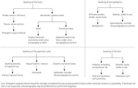 Evaluation of Scrotal Masses | AAFP