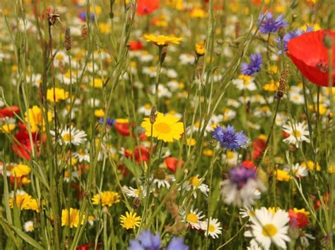 A Wildflower Garden In Your Backyard - Gardening Know How