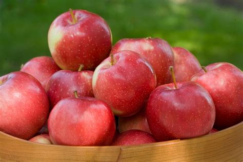 SweeTango apple rolls out across Europe - FreshFruitPortal.com