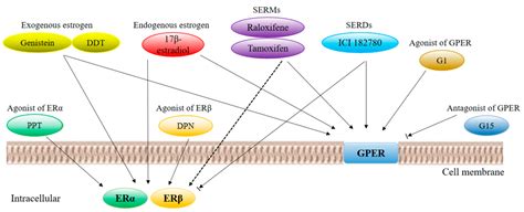 Cells | Free Full-Text | Estrogen-Receptor Expression and Function in Female Reproductive Disease