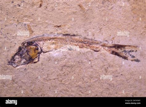 Fossil fish Leedsichthys lewis, Cretacic, Cenomaniense (Cenomanian), Lebanon Stock Photo - Alamy