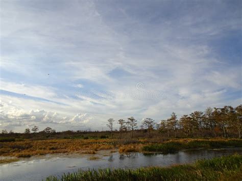 Marsh Landscapes immagine stock. Immagine di mississippi - 104850959