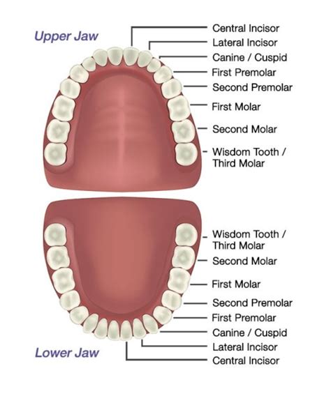 Dentition