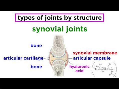 Synarthrosis: characteristics, types, examples - science - 2024