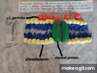 Facilitated Diffusion on Make a GIF