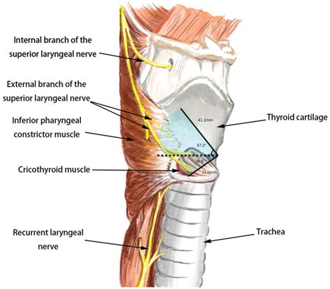 The Anastomoses Of The Recurrent Laryngeal Nerve In The, 60% OFF