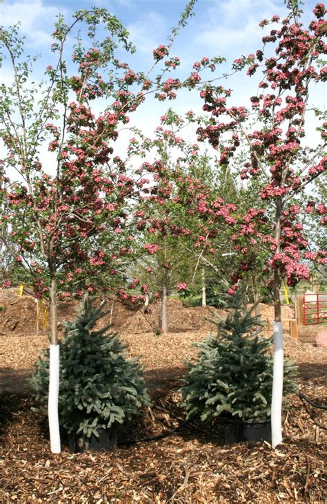 HAWTHORN CRIMSON CLOUD For Sale in Boulder Colorado