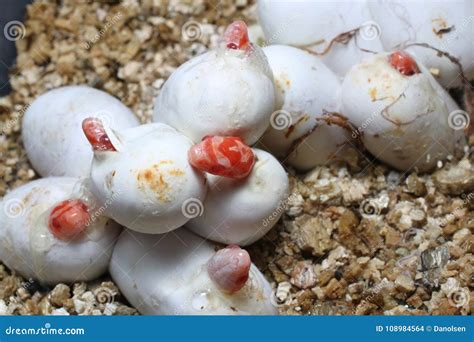 Coral Snow Baby Snake Hatching from Where Eggs Stock Photo - Image of ...