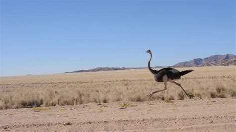 Ostrich at fullspeed - YouTube