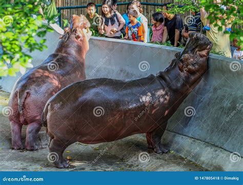 Tourists Feeding Hippo in the Zoo. People and Animals in the City ...