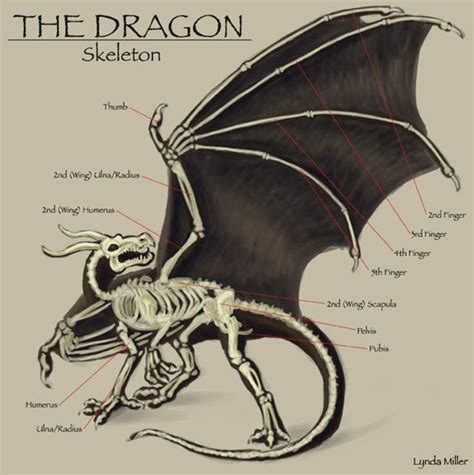 Dragon Wing Anatomy