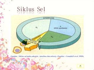 Pembelahan sel (mitosis hewan) | PPT