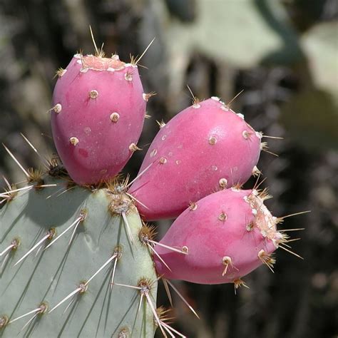 Photo Fruit, Fruit Picture, Fruit Garden, Cactus Garden, Cacti And Succulents, Cactus Plants ...