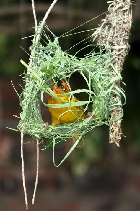 1,037 Weaver Bird Nest Building Photos - Free & Royalty-Free Stock ...