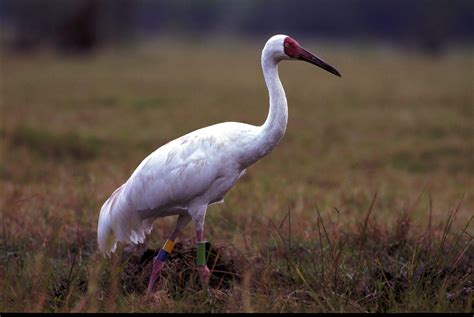 Siberian Crane Wallpapers - Wallpaper Cave