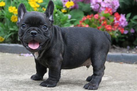 Blue Brindle Merle French Bulldog - Photos All Recommendation