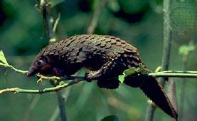 Pangolin | Description, Habitat, Diet, & Facts | Britannica