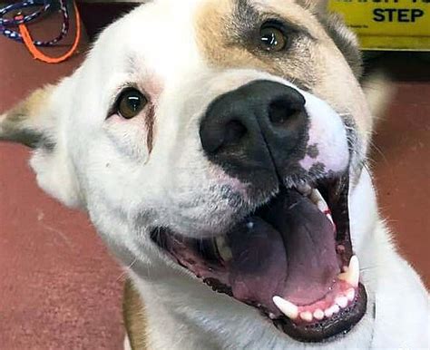 Fast track to adoption: County contracts new $3.5 animal shelter