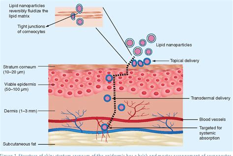 Stratum corneum modulation by chemical enhancers and lipid ...