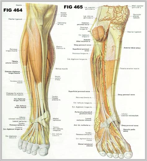 calf muscle anatomy | Anatomy System - Human Body Anatomy diagram and ...