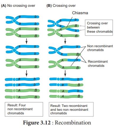 Crossing Over - Mechanism, Types, Importance, Recombination - Botany : Chromosomal Basis of ...