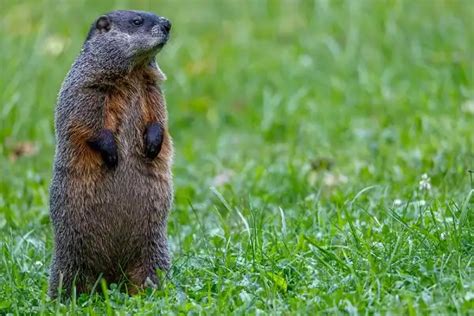 Groundhog Woodchuck - Facts, Size, Diet, Pictures - All Animal Facts