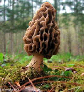 35 g Seeds YELLOW MOREL Spawn Morchella esculenta Spores Mushroom Mycelium | eBay