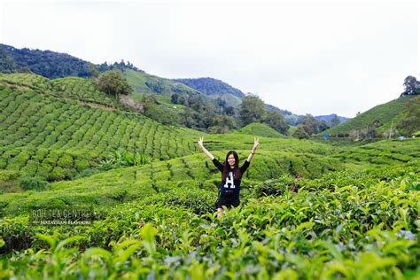 BOH Tea Centre Sungai Palas, Cameron Highlands | Malaysian Flavours