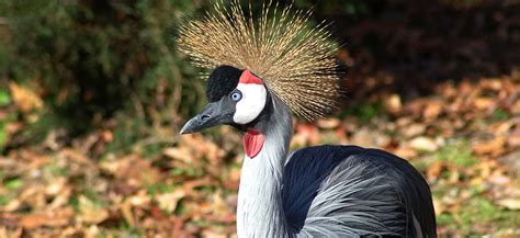 Crane, East African Crowned - Louisville Zoo