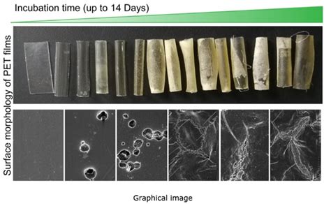 Heat-friendly microbes provide efficient way to biodegrade plastic