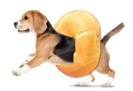 Beagle Bagel | ubicaciondepersonas.cdmx.gob.mx