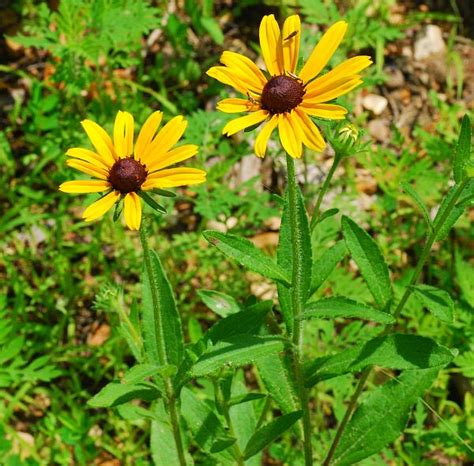 Rudbeckia hirta page