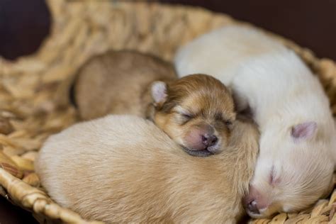 Newborn Puppy Care: 5 Things You Need to Know | Newborn puppies, Newborn puppy care, Sleeping ...