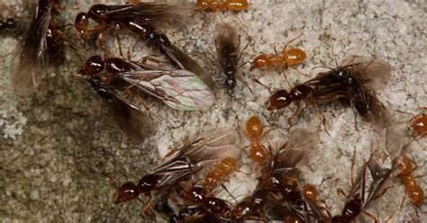 Swarms of flying ants spotted in Leicestershire - here's how to get rid of them - Leicestershire ...