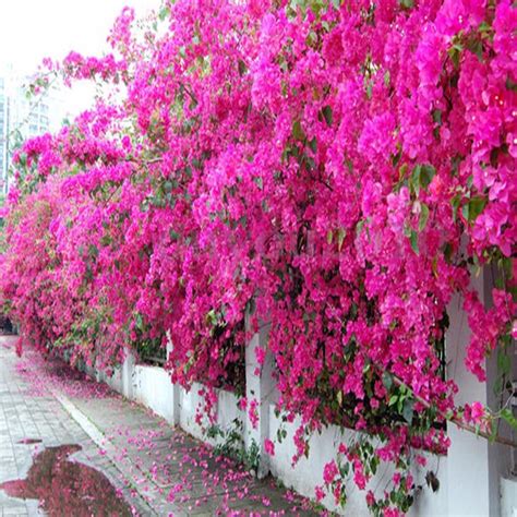 100pcs Mix-color Garden Bougainvillea Spectabilis Willd Bonsai Tree ...