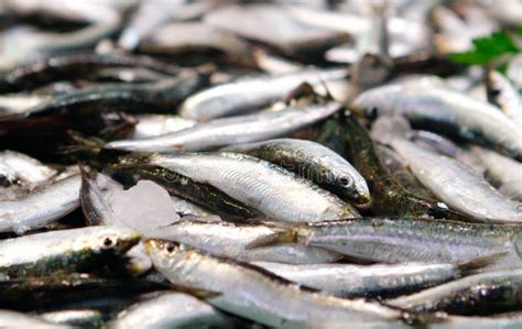 Detail on Anchovies on Market Stock Image - Image of closeup, fish: 111606661