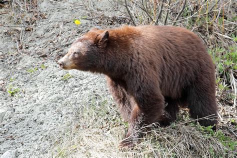 Old Brown Bear Coming Out Of Hibernation Photograph by Pierre Leclerc Photography