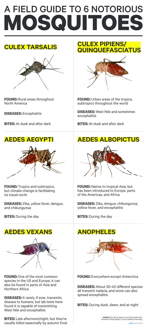 How to identify the mosquitoes that spread Zika and dengue - Business Insider