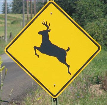 Whitetail Deer Passion: Watch Out For Deer Crossing Road Signs