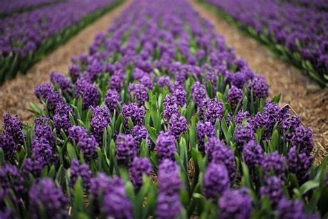 Free Images : field, flower, purple, tulip, spring, flowers, holland, netherlands, cool image ...