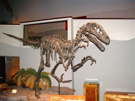 Utahraptor_ostrommaysi_skeleton.JPG (1024×768) - the North American Museum of Ancient Life ...