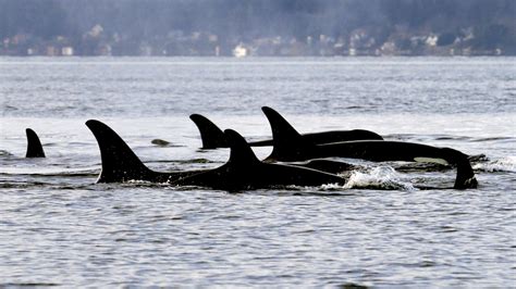 Endangered Puget Sound orcas to get individual health records | CTV News