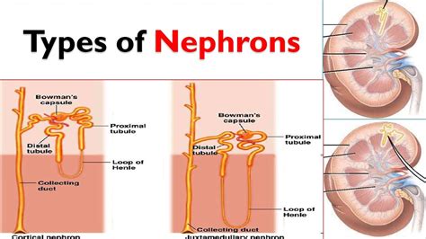 Types of nephrons | Juxtamedullary nephrons and Cortical Nephrons | Excretory System - YouTube