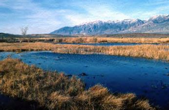 Cottonball Marsh Pupfish (Cyprinodon salinus milleri)